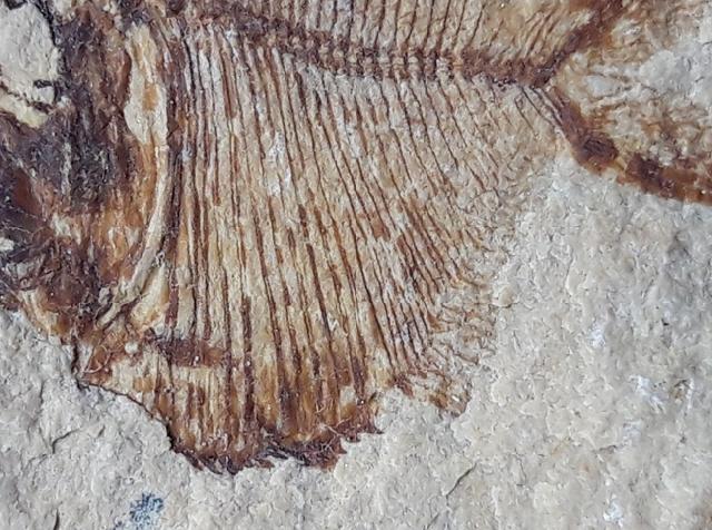 Aipichthys velifer WOODWARD 1901 - Bild © FossNet FossilienStore